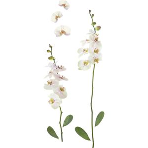 Nálepka Dekorační Orchidea